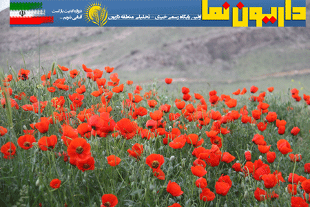 گلهای شقایق جاده شیراز-داریون
