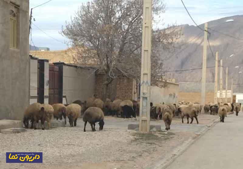 عبور دام از فضای شهری، مشکل دیرینه داریون/تصاویر