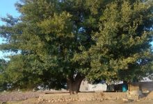 تنومندترین درخت اطراف داریون/عکس